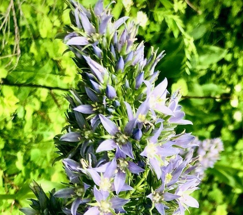 Clustered Green Gentian photo 2