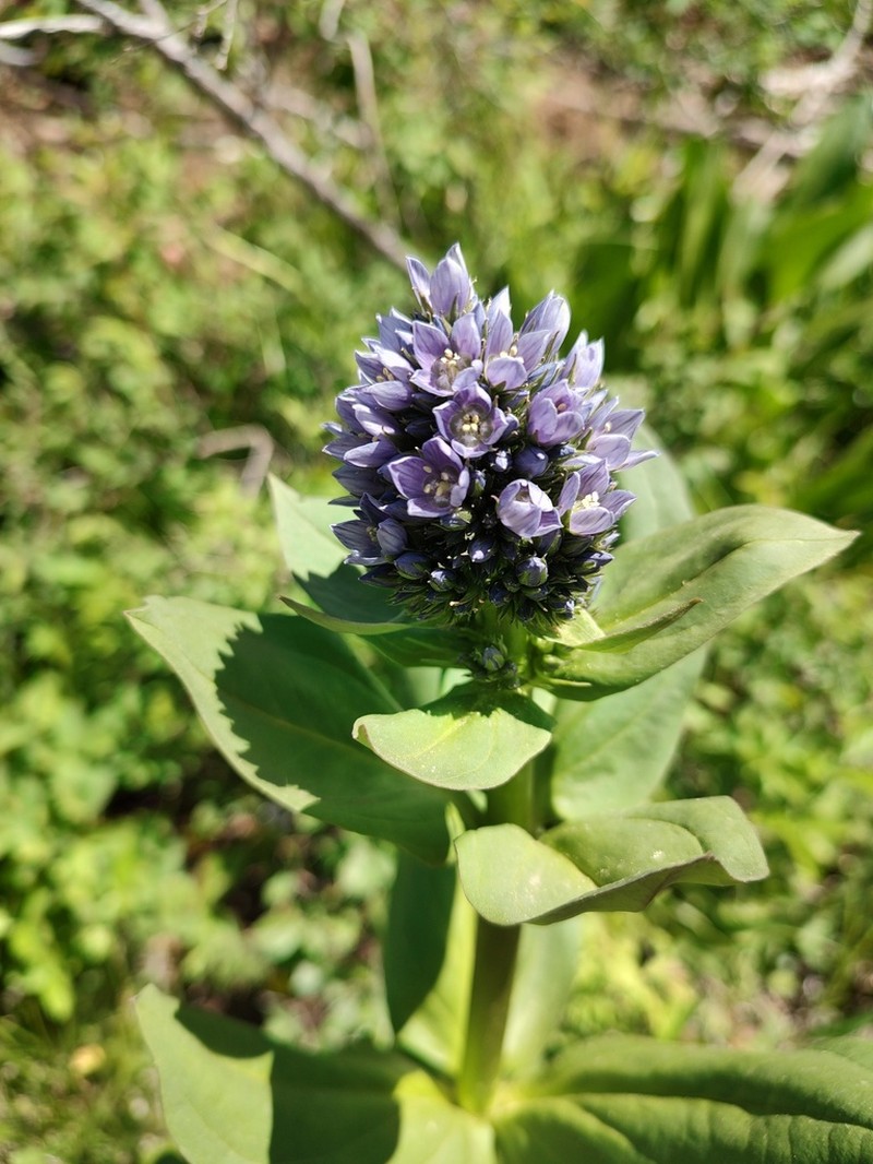 Clustered Green Gentian photo 3