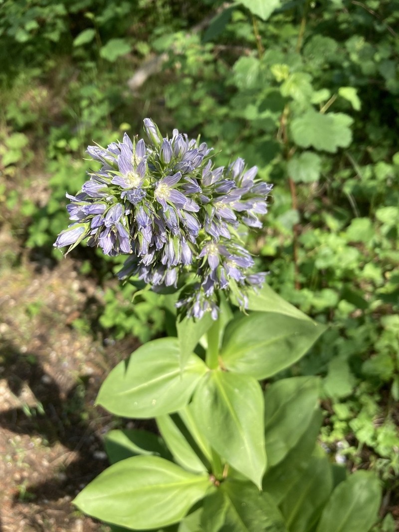 Clustered Green Gentian photo 4