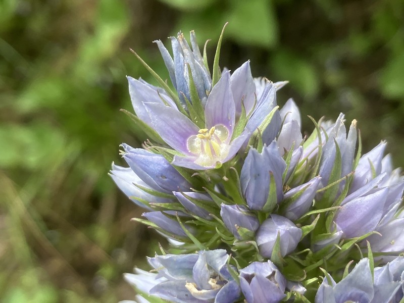 Clustered Green Gentian photo 5