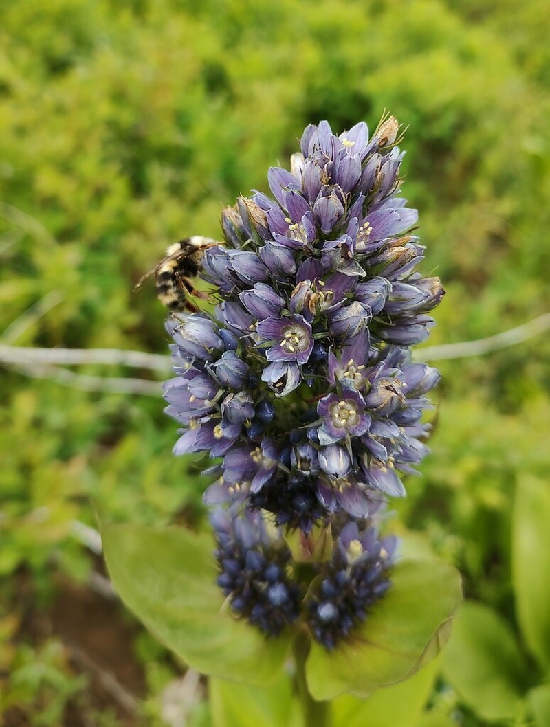 Clustered Green Gentian photo 6