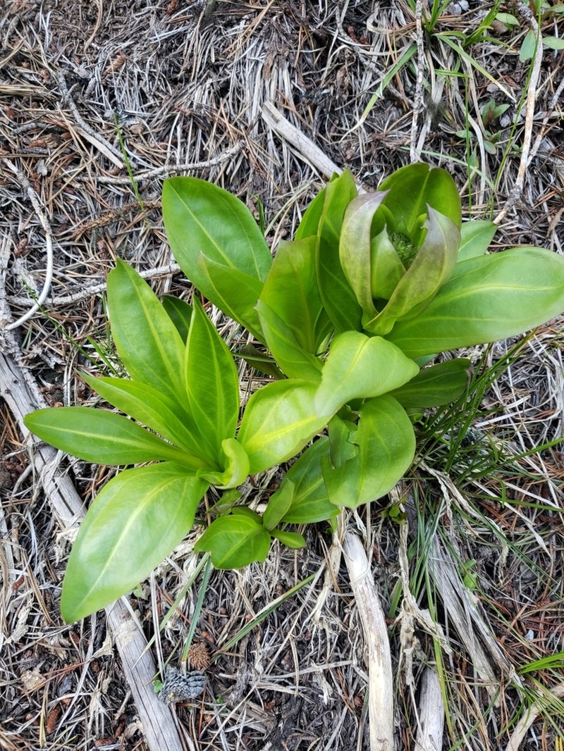 Clustered Green Gentian photo 7