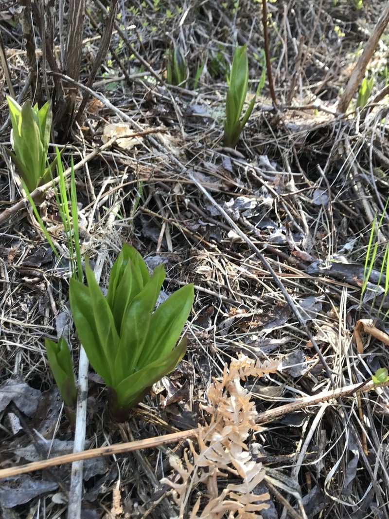 Clustered Green Gentian photo 8