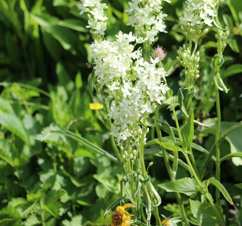 White Frasera