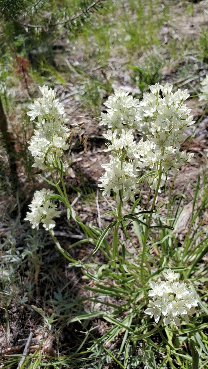 White Frasera photo 2