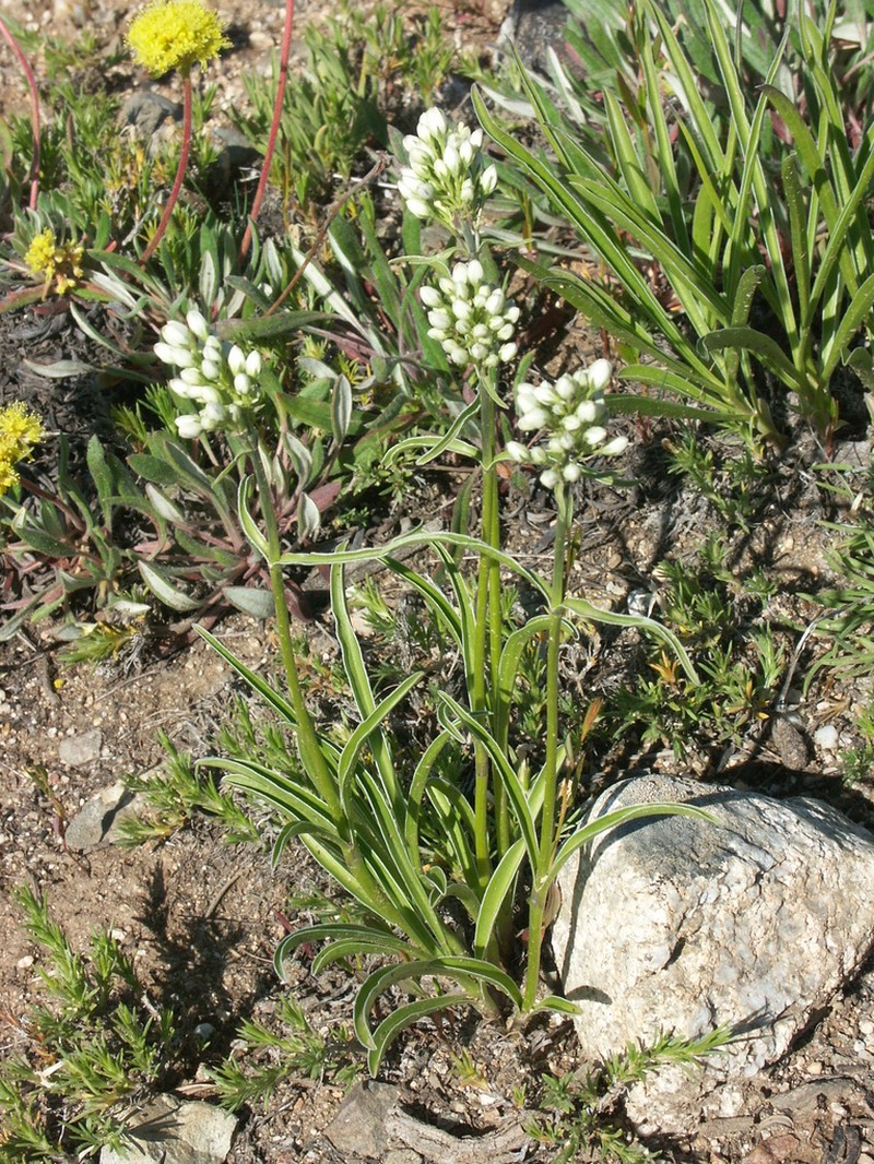 White Frasera photo 4