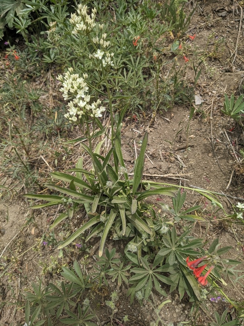 White Frasera photo 5