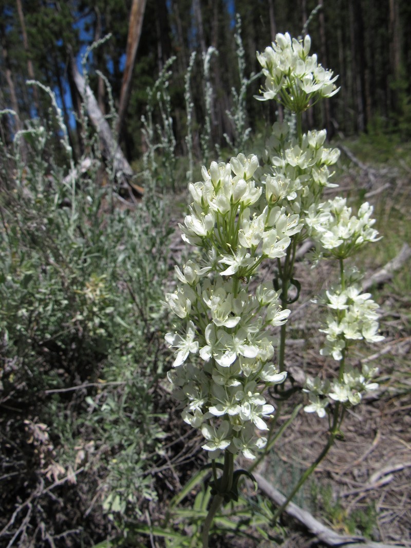 White Frasera photo 7