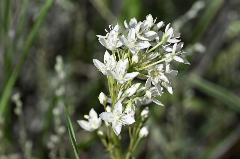 White Frasera photo 8