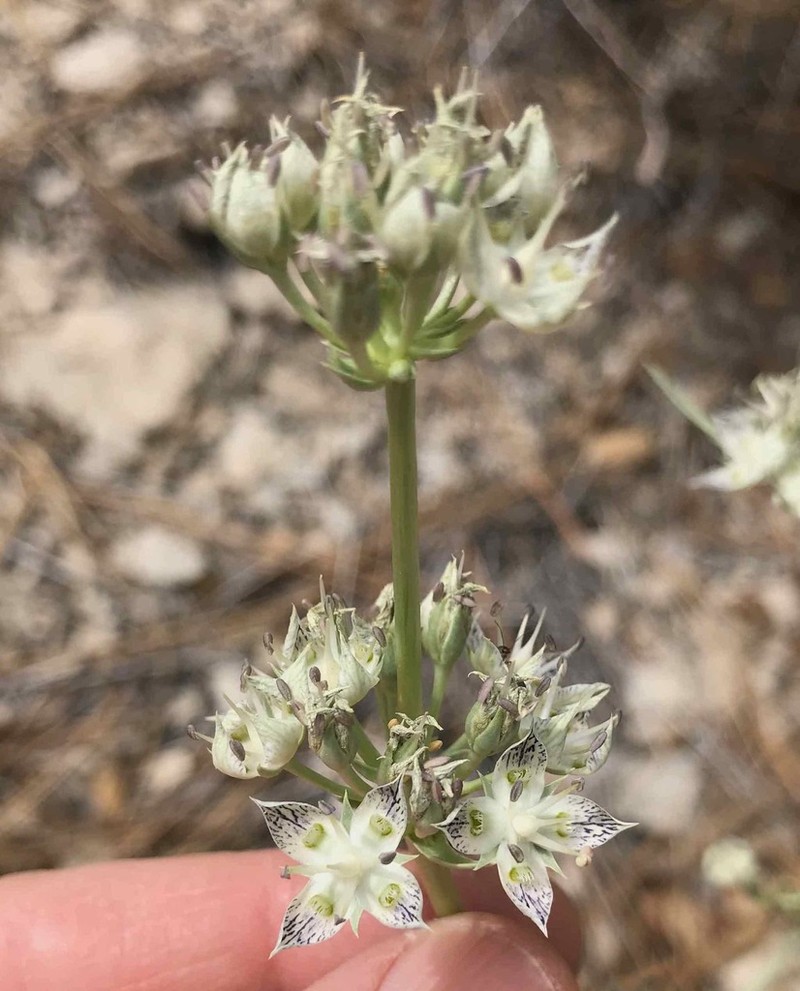 Pine Green Gentian