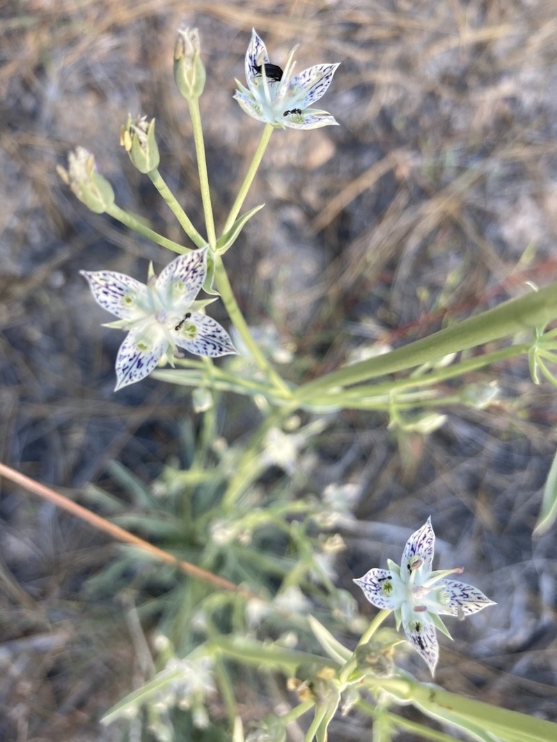 Pine Green Gentian photo 2