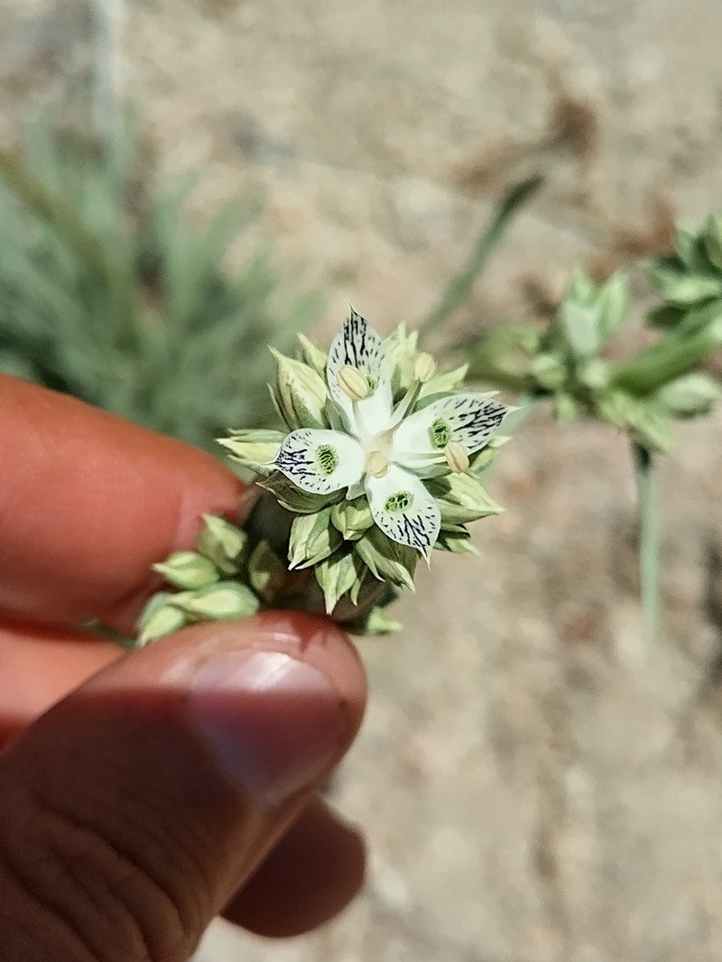 Pine Green Gentian photo 3