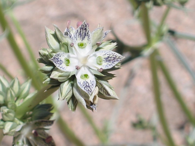 Pine Green Gentian photo 4