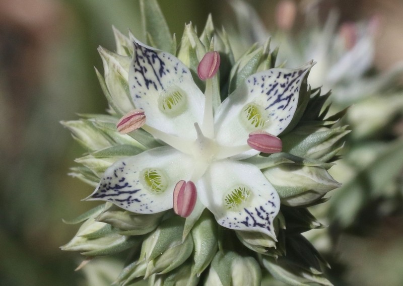 Pine Green Gentian photo 5