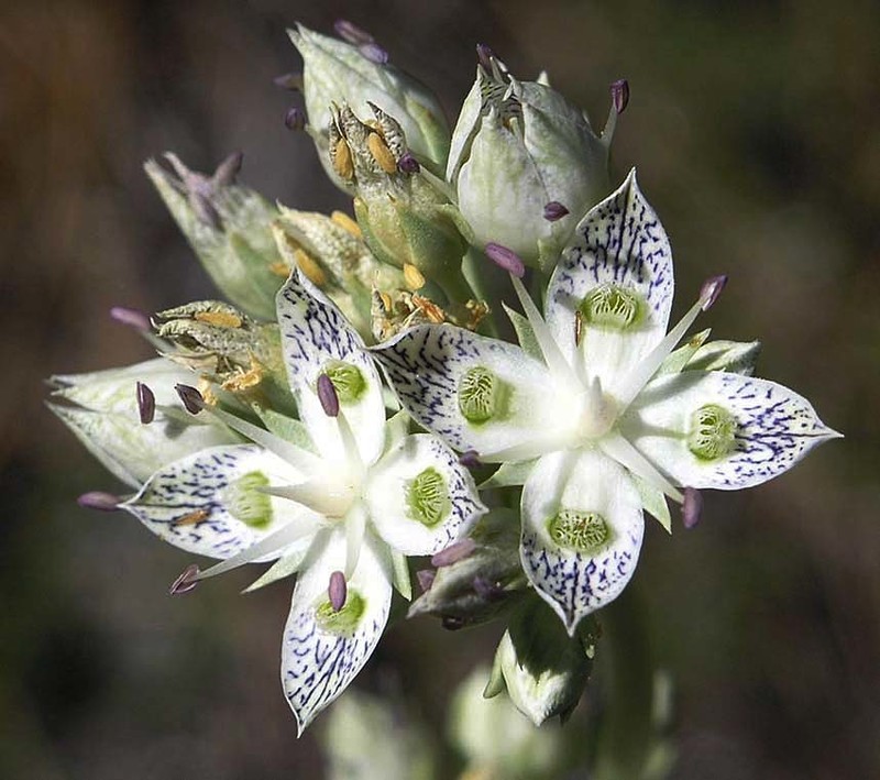 Pine Green Gentian photo 6