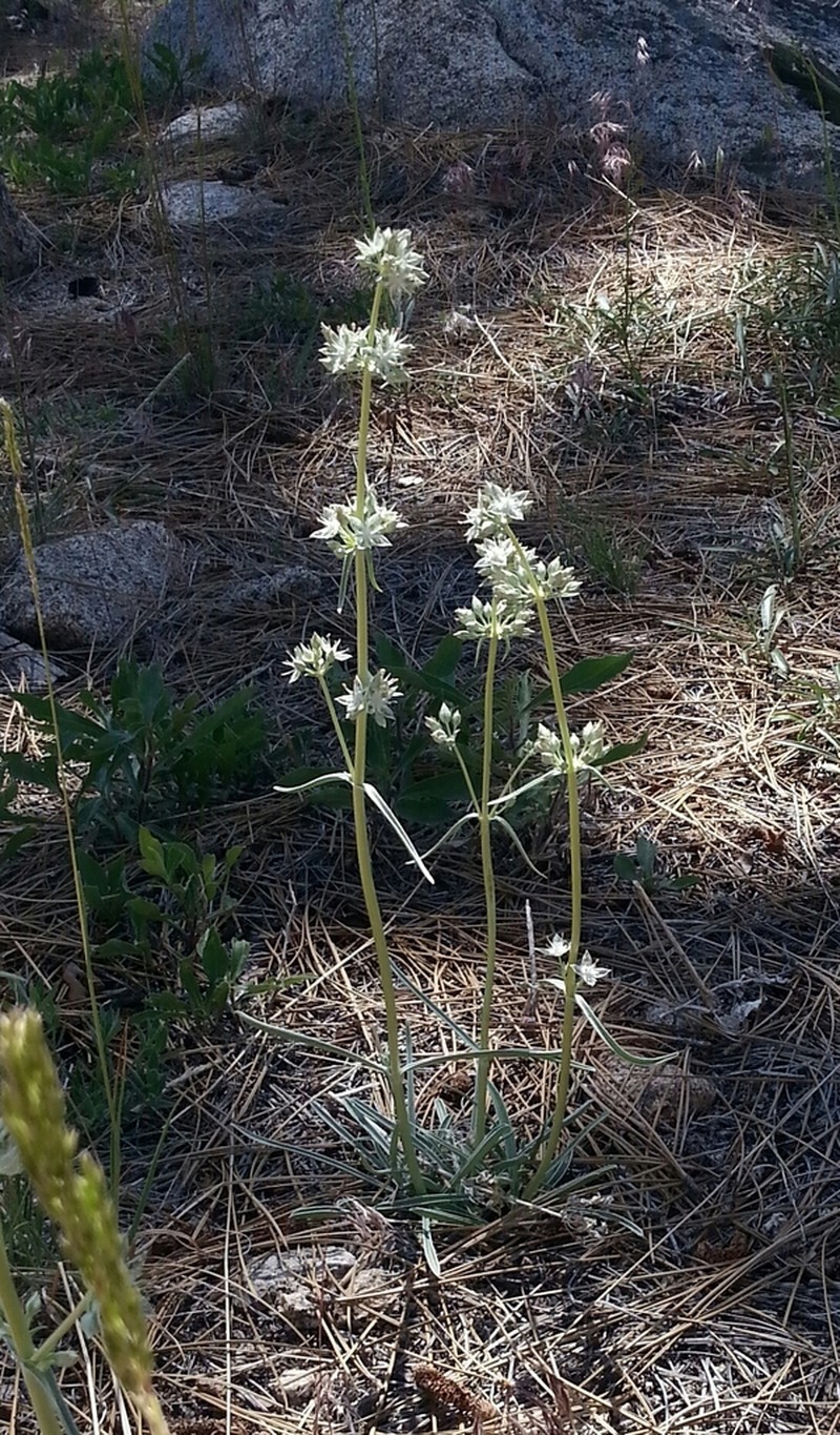 Pine Green Gentian photo 7