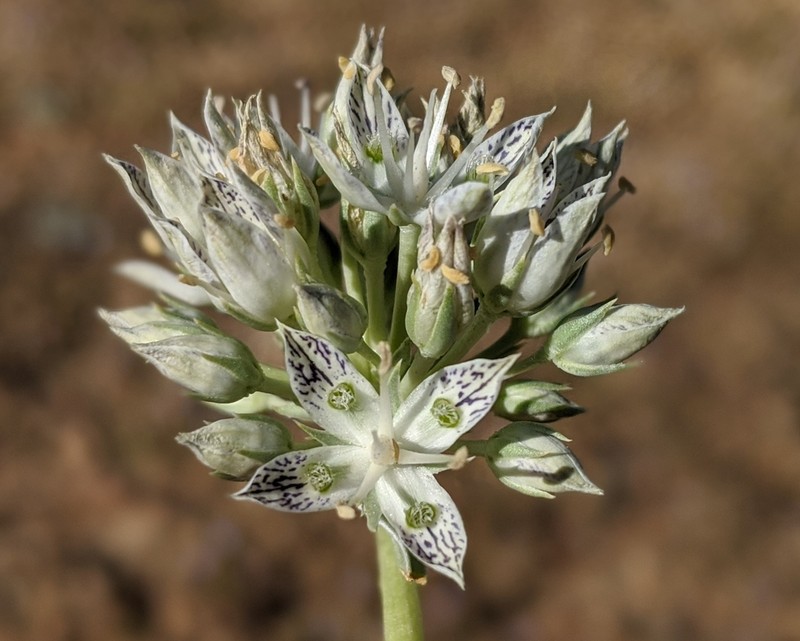 Pine Green Gentian photo 8