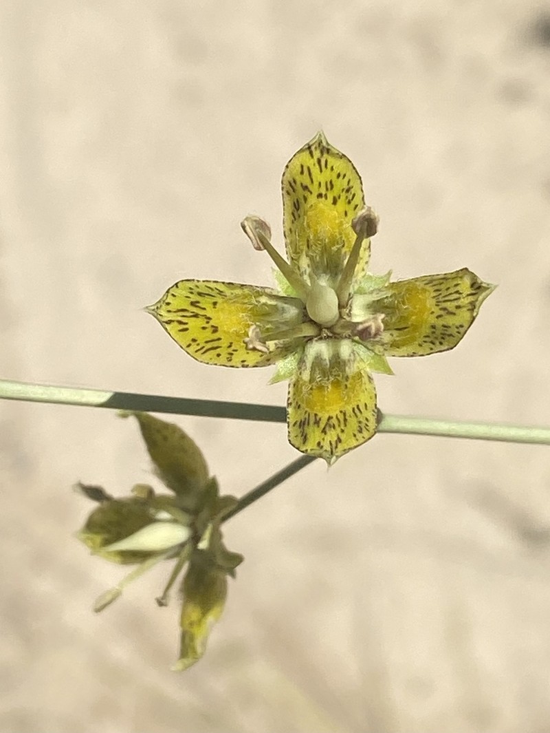 Tufted Frasera