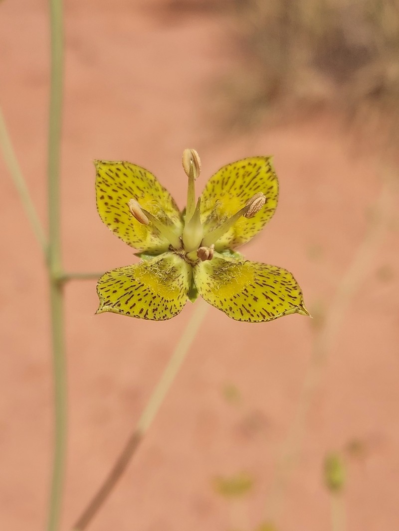 Tufted Frasera photo 3