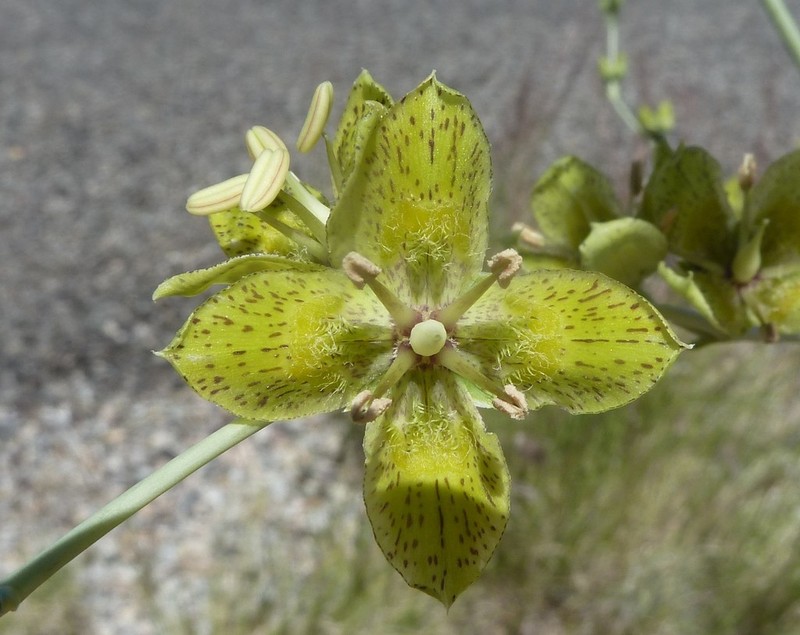 Tufted Frasera photo 5