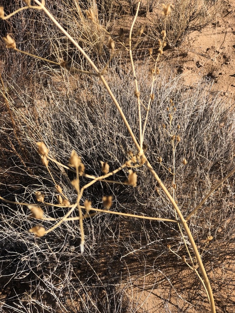 Tufted Frasera photo 7