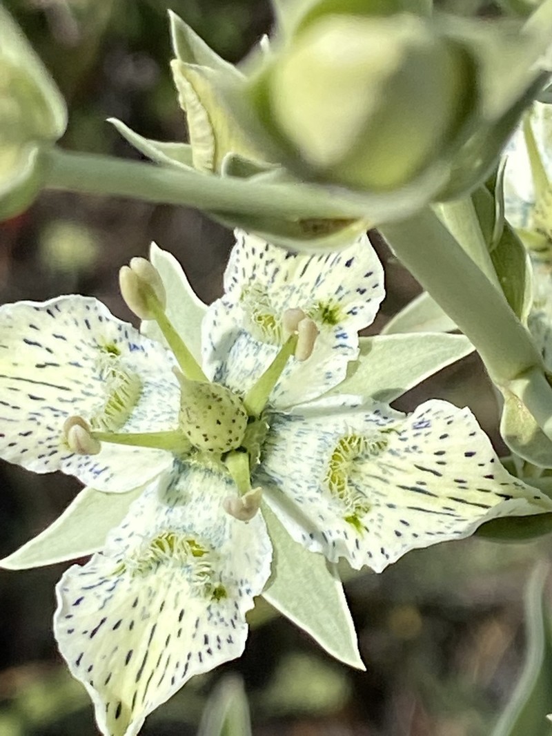 Coahuila Frasera
