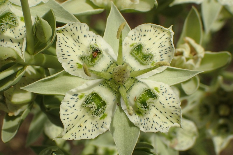 Coahuila Frasera photo 2