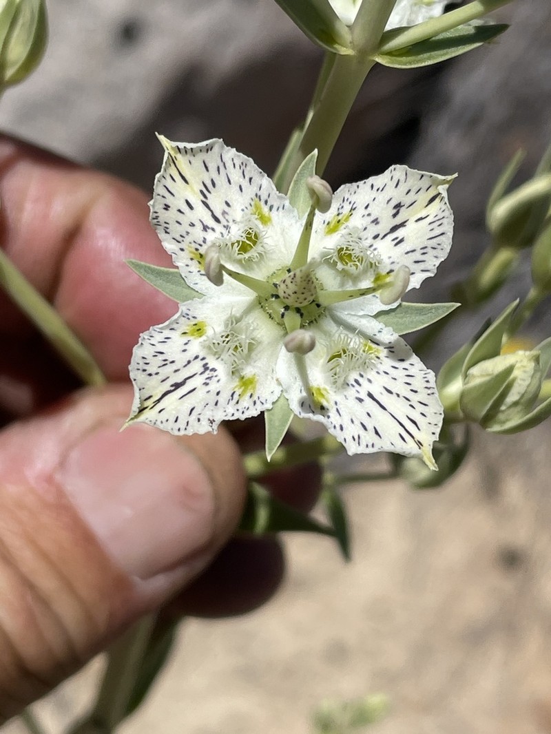 Coahuila Frasera photo 3
