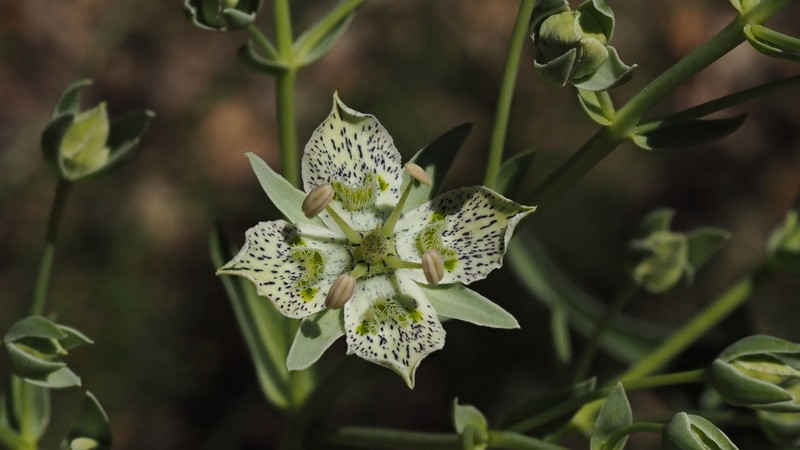 Coahuila Frasera photo 4