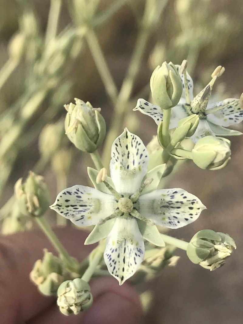 Coahuila Frasera photo 8