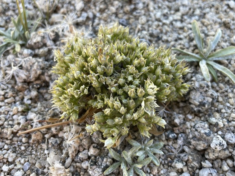 Inyo Frasera