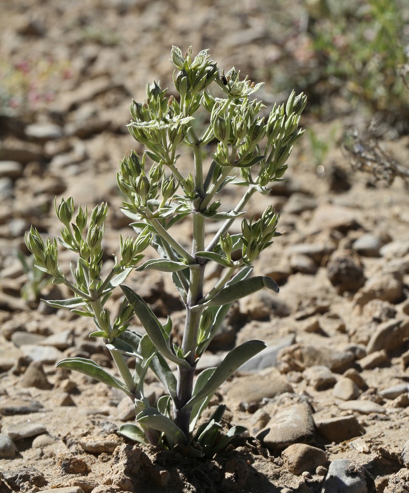 Inyo Frasera photo 2