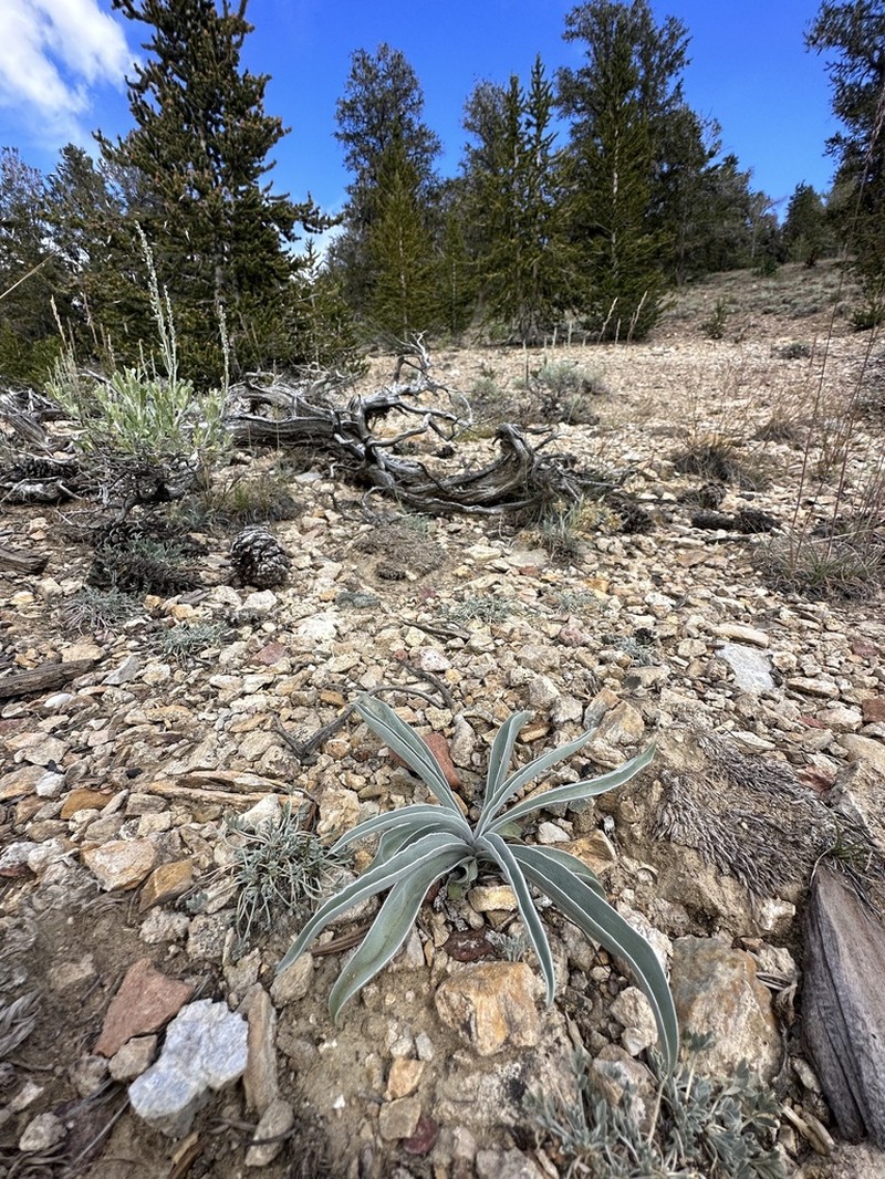 Inyo Frasera photo 4