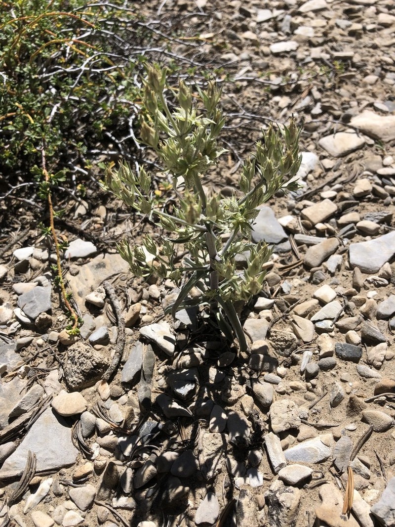 Inyo Frasera photo 5