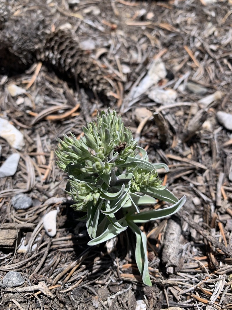 Inyo Frasera photo 7