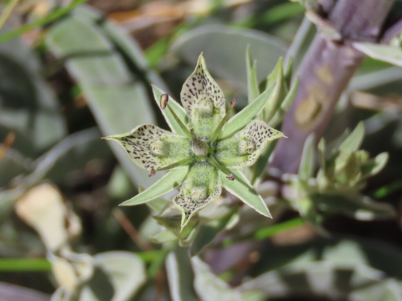 Inyo Frasera photo 8
