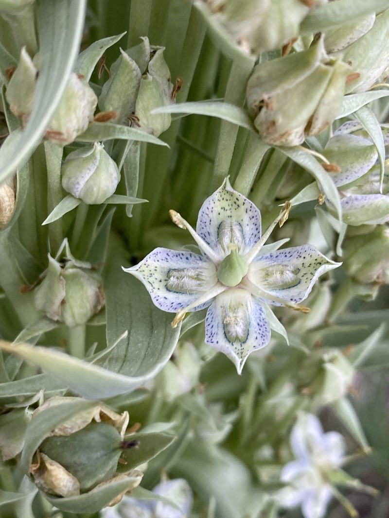 Elkweed