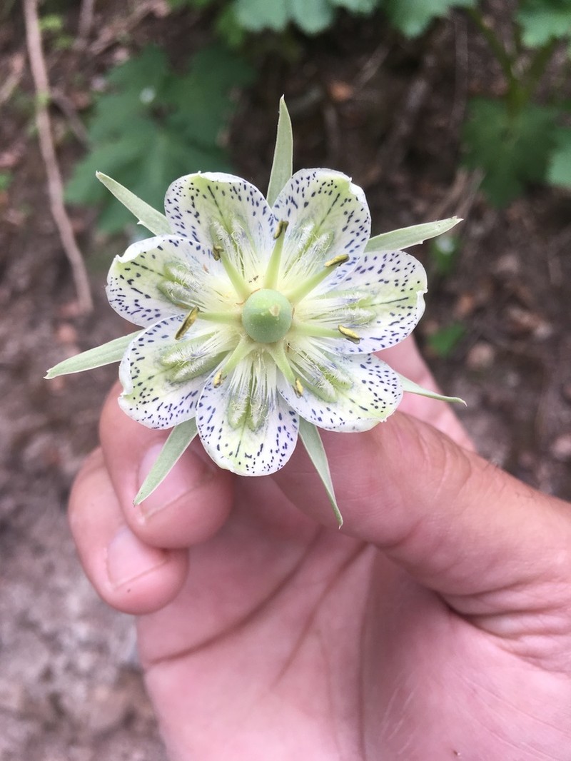 Elkweed photo 2
