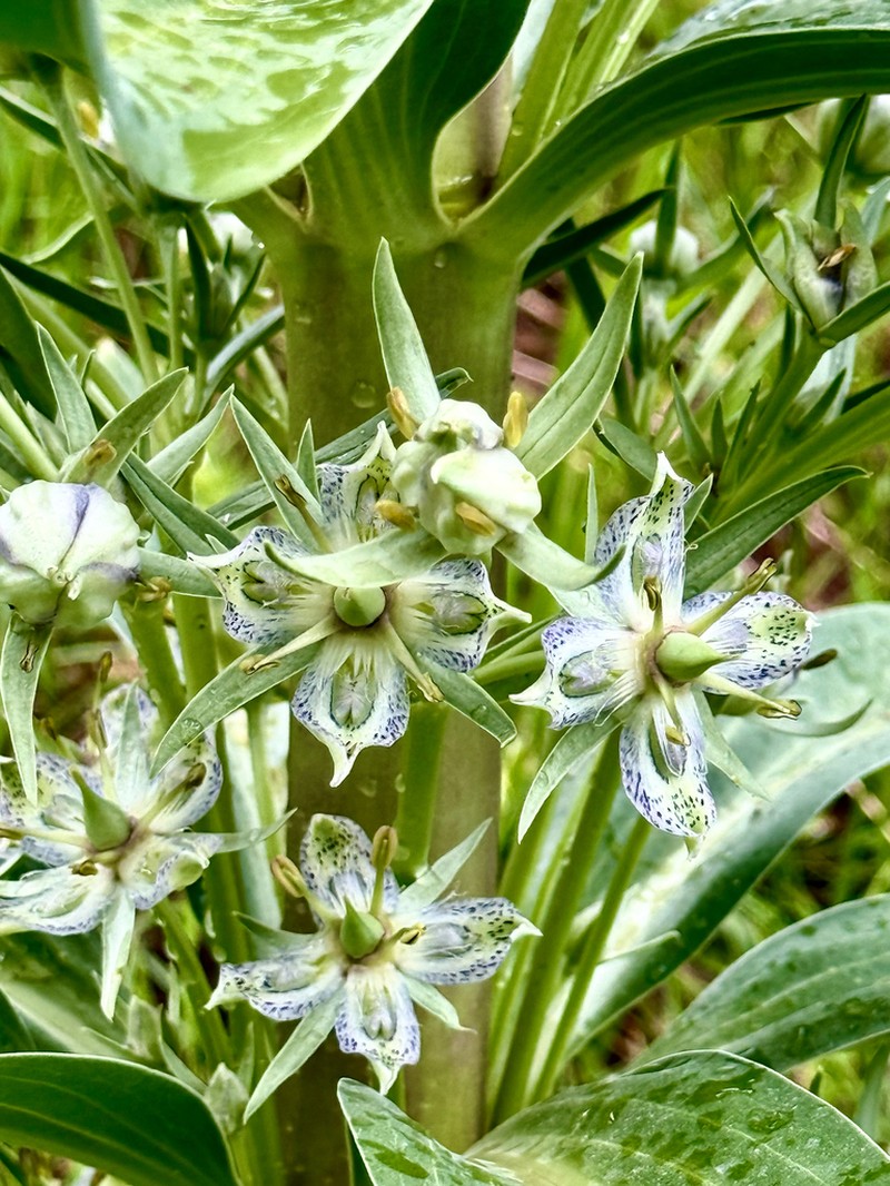 Elkweed photo 3