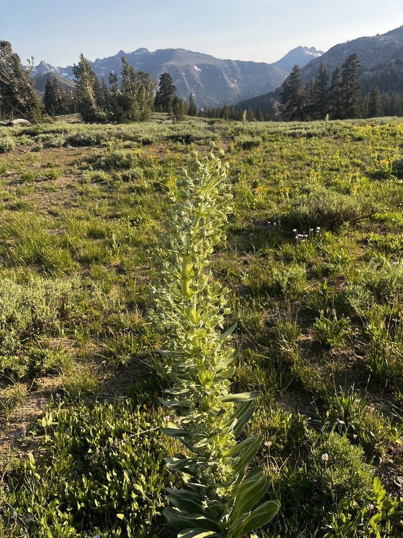 Elkweed photo 4
