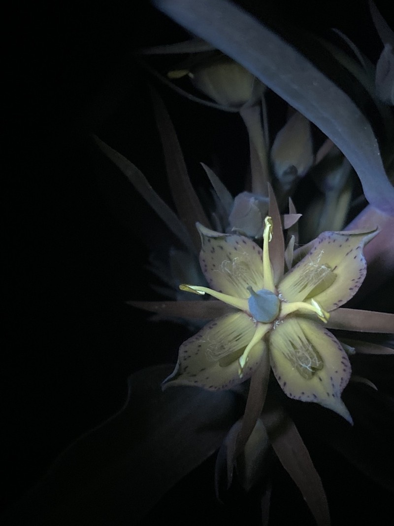 Elkweed photo 5