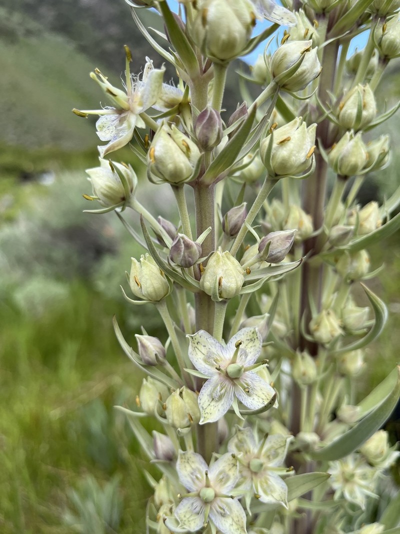 Elkweed photo 6