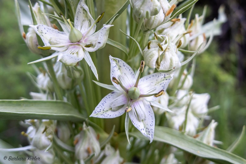 Elkweed photo 7