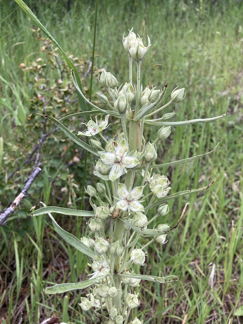 Elkweed photo 8