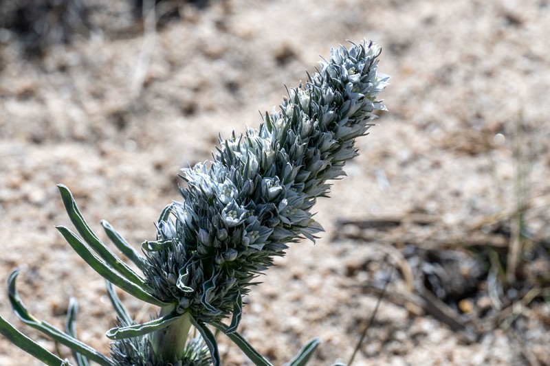 Kern Frasera photo 5
