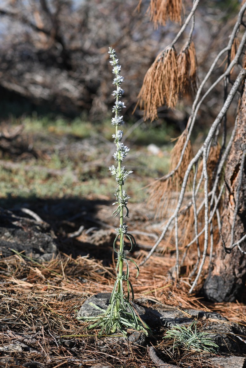 Kern Frasera photo 7