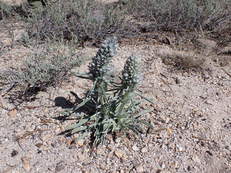 Kern Frasera photo 8