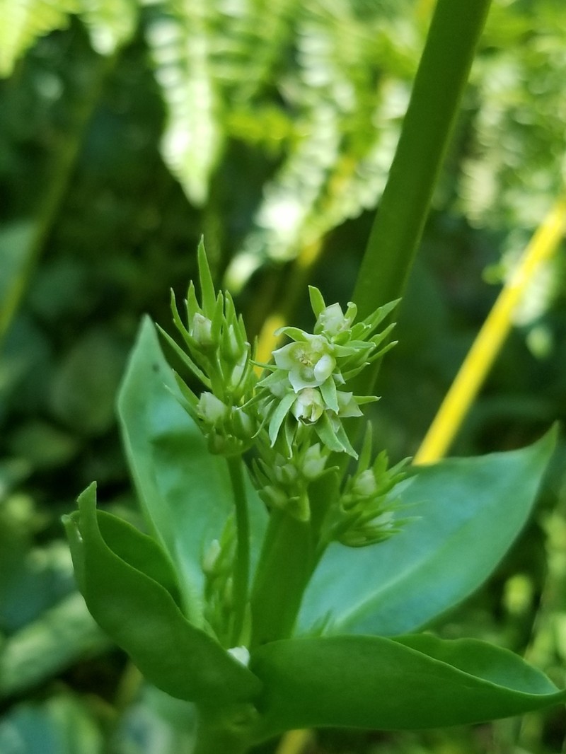 Frasera umpquaensis