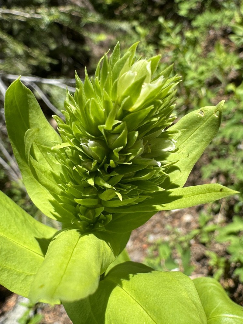 Frasera umpquaensis photo 2