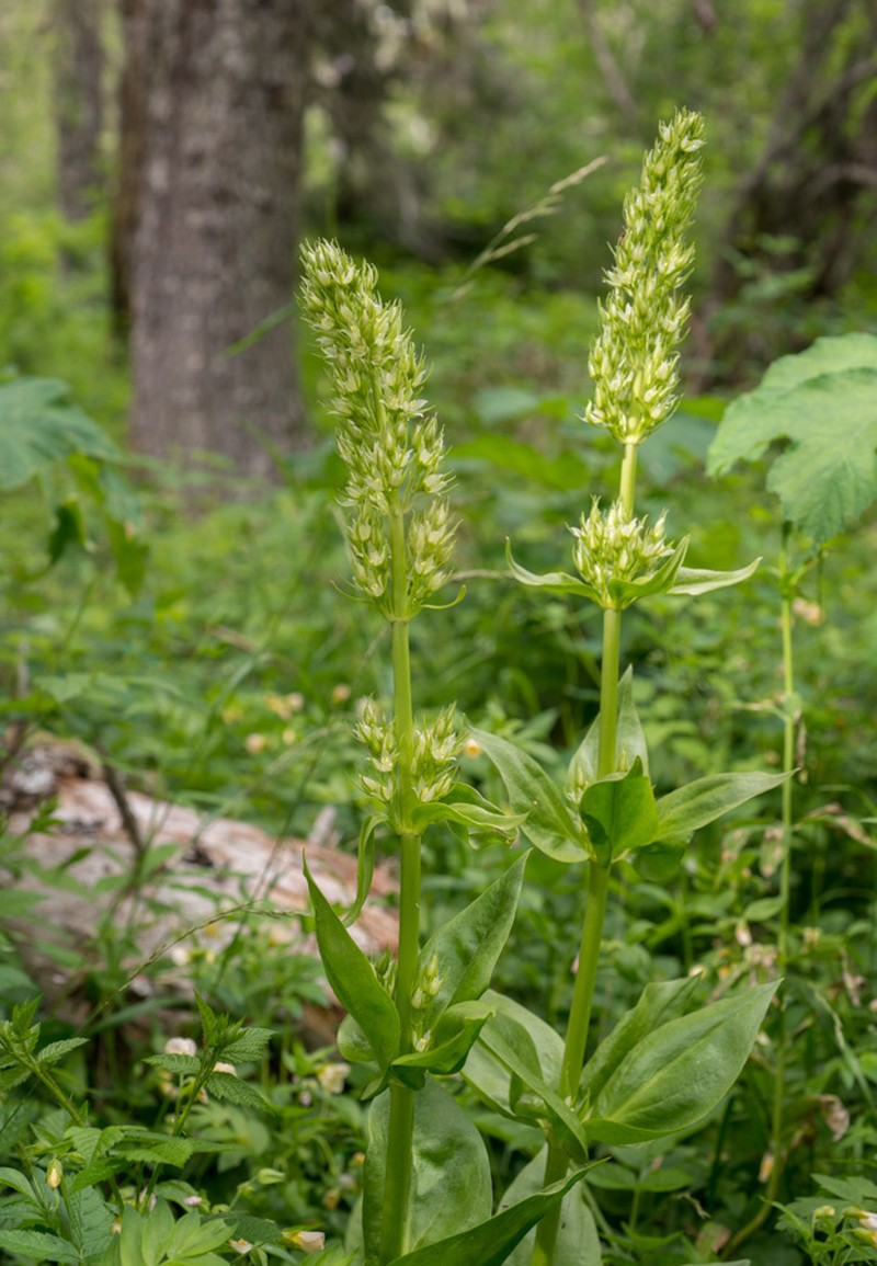 Frasera umpquaensis photo 3